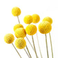 Australian Native Grow Kit Billy Buttons